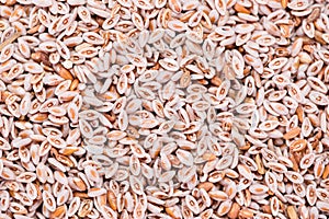 Psyllium Seeds Background