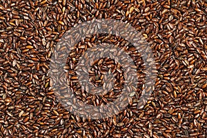 Psyllium seeds