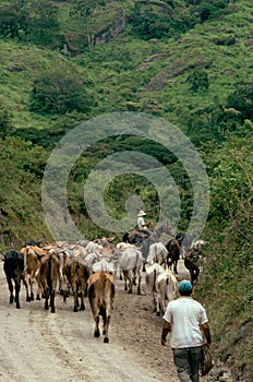 Herd of Holstein cattle crowd in green Pasture