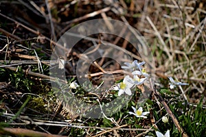 Pta?í park Josefovské louky, Josefov Meadows, Czech Republic, white tiny flowers, summer