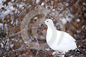 Ptarmigan