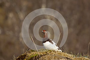 Ptarmigan