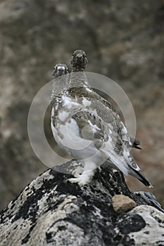 Birdwatching sul la roccia 