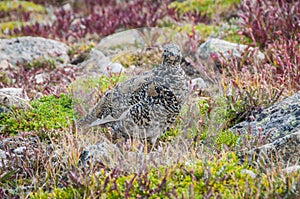 Ptarmigan