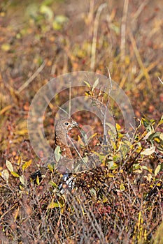 Ptarmigan in Fall Plumage in Alaska