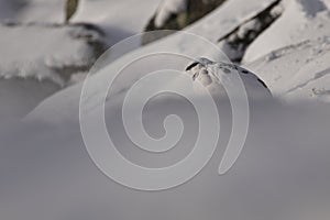 Ptarmigan, Lagopus muta, close up portrait while sitting, laying on snow during winter in winter/summer coat during autumn/wi