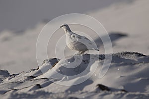 Ptarmigan, Lagopus muta, close up portrait while sitting, laying on snow during winter in winter/summer coat during autumn/wi