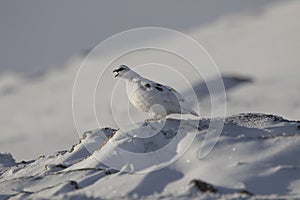 Ptarmigan, Lagopus muta, close up portrait while sitting, laying on snow during winter in winter/summer coat during autumn/wi