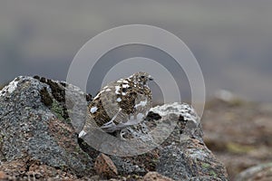 Ptarmigan, Lagopus muta, close up pose during a sunny spring day in the cairngorms national park