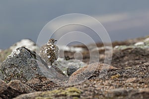 Ptarmigan, Lagopus muta, close up pose during a sunny spring day in the cairngorms national park