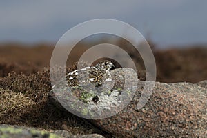 Ptarmigan, Lagopus muta, close up pose during a sunny spring day in the cairngorms national park