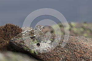 Ptarmigan, Lagopus muta, close up pose during a sunny spring day in the cairngorms national park