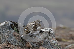 Ptarmigan, Lagopus muta, close up pose during a sunny spring day in the cairngorms national park photo