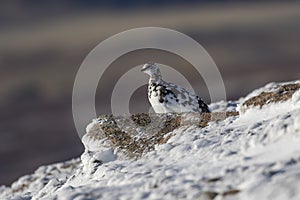 Ptarmigan, Lagopus muta, walking, running and eating in snow during a sunny winter day in the cairngorms national park