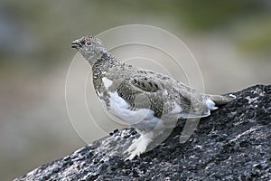 Ptarmigan (Lagopus mutus)