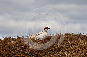 Ptarmigan, Lagopus mutus