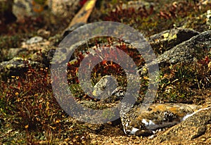 Ptarmigan in Summer Plummage