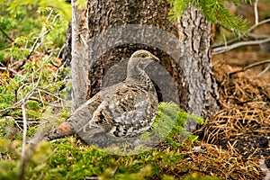 Ptarmigan in the wildness in Colorado