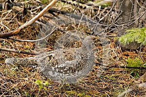 Ptarmigan in the wildness