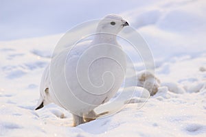 Ptarmigan winter plumage in Russia