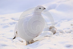 Ptarmigan winter plumage in Russia photo