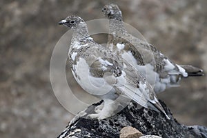 Ptarmigans (Lagopus mutus)