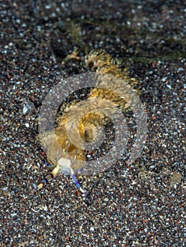 Pteraeolidia ianthina, Blue Dragon nudibrach. North Sulawesi