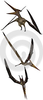 Pteranodon