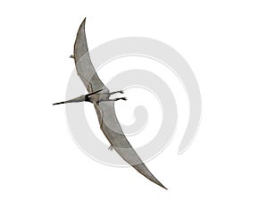 Pteranodon