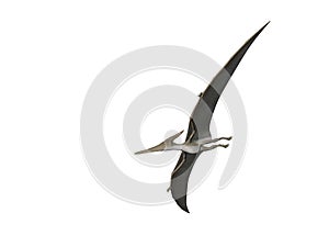 Pteranodon