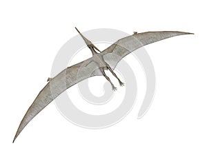 Pteranodon