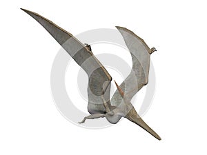 Pteranodon