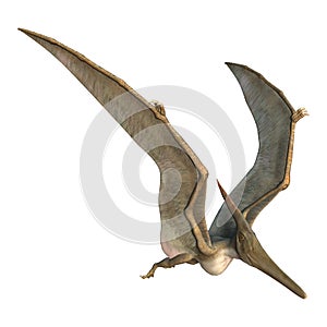 Pteranodon