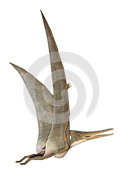 Pteranodon