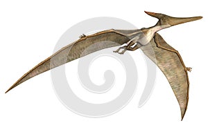 Pteranodon