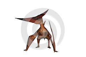 Pteranodon dinosaur standing with wings resting on ground. 3D illustration isolated on white with clipping path
