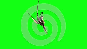 Pteranodon Dinosaurs Fly Attacks Dies Green Screen Markers 3D Rendering