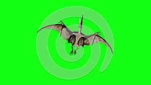 Pteranodon Dinosaurs Fly Down Green Screen 3D Rendering Animation