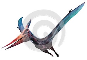 Pteranodon flying dinosaur 3D illustration