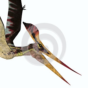 Pteranodon longiceps Head