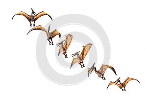 Pteranodon Pterodactyl Dinosaur on white background