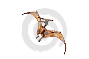 Pteranodon Pterodactyl Dinosaur on white background