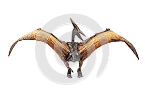 Pteranodon Pterodactyl Dinosaur on white background photo