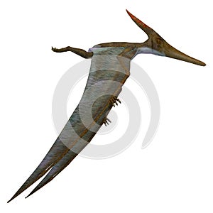 Pteranodon Reptile Side Profile