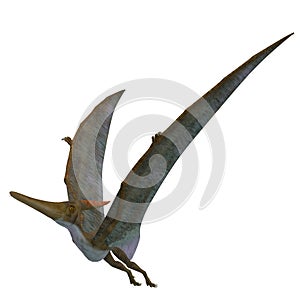 Pteranodon Reptile Wings Up