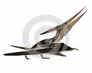 Pteranodon walking - 3D render