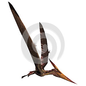 Pteranodon on White