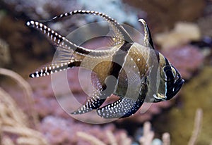 Pterapogon kauderni - cardinal fish