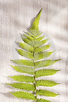 Pteridium aquilinum fern - Text space photo