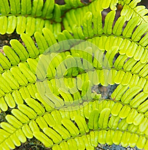 Pteridium aquilinum var.latiusculum